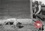 Image of workers in barn United States USA, 1920, second 17 stock footage video 65675063942