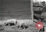Image of workers in barn United States USA, 1920, second 19 stock footage video 65675063942