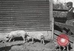 Image of workers in barn United States USA, 1920, second 20 stock footage video 65675063942