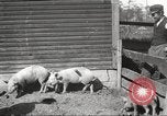 Image of workers in barn United States USA, 1920, second 21 stock footage video 65675063942
