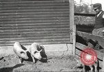 Image of workers in barn United States USA, 1920, second 22 stock footage video 65675063942
