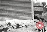 Image of workers in barn United States USA, 1920, second 23 stock footage video 65675063942