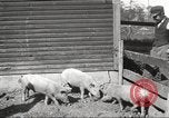 Image of workers in barn United States USA, 1920, second 24 stock footage video 65675063942