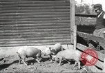 Image of workers in barn United States USA, 1920, second 25 stock footage video 65675063942
