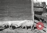 Image of workers in barn United States USA, 1920, second 26 stock footage video 65675063942