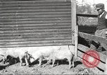 Image of workers in barn United States USA, 1920, second 27 stock footage video 65675063942