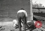 Image of workers in barn United States USA, 1920, second 29 stock footage video 65675063942