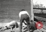Image of workers in barn United States USA, 1920, second 30 stock footage video 65675063942