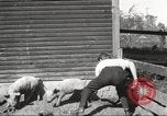 Image of workers in barn United States USA, 1920, second 31 stock footage video 65675063942
