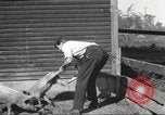 Image of workers in barn United States USA, 1920, second 33 stock footage video 65675063942