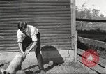 Image of workers in barn United States USA, 1920, second 36 stock footage video 65675063942