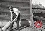 Image of workers in barn United States USA, 1920, second 37 stock footage video 65675063942