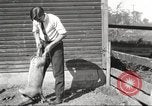 Image of workers in barn United States USA, 1920, second 40 stock footage video 65675063942
