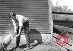 Image of workers in barn United States USA, 1920, second 41 stock footage video 65675063942