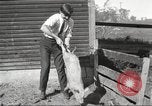 Image of workers in barn United States USA, 1920, second 43 stock footage video 65675063942