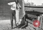 Image of workers in barn United States USA, 1920, second 44 stock footage video 65675063942