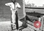 Image of workers in barn United States USA, 1920, second 45 stock footage video 65675063942
