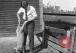 Image of workers in barn United States USA, 1920, second 46 stock footage video 65675063942