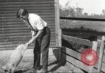 Image of workers in barn United States USA, 1920, second 47 stock footage video 65675063942
