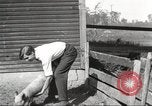 Image of workers in barn United States USA, 1920, second 48 stock footage video 65675063942