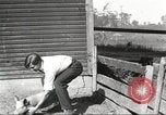 Image of workers in barn United States USA, 1920, second 49 stock footage video 65675063942