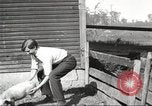 Image of workers in barn United States USA, 1920, second 50 stock footage video 65675063942