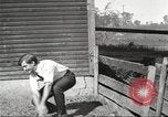 Image of workers in barn United States USA, 1920, second 51 stock footage video 65675063942