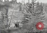 Image of Carpenter-Whitney Expedition Alaska USA, 1929, second 38 stock footage video 65675063998