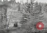 Image of Carpenter-Whitney Expedition Alaska USA, 1929, second 39 stock footage video 65675063998