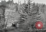 Image of Carpenter-Whitney Expedition Alaska USA, 1929, second 40 stock footage video 65675063998