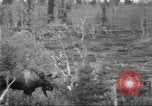 Image of Carpenter-Whitney Expedition Alaska USA, 1929, second 43 stock footage video 65675063998