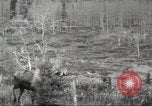Image of Carpenter-Whitney Expedition Alaska USA, 1929, second 46 stock footage video 65675063998