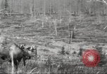 Image of Carpenter-Whitney Expedition Alaska USA, 1929, second 49 stock footage video 65675063998