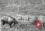 Image of Carpenter-Whitney Expedition Alaska USA, 1929, second 52 stock footage video 65675063998