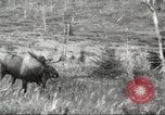 Image of Carpenter-Whitney Expedition Alaska USA, 1929, second 53 stock footage video 65675063998