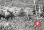 Image of Carpenter-Whitney Expedition Alaska USA, 1929, second 54 stock footage video 65675063998