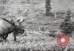 Image of Carpenter-Whitney Expedition Alaska USA, 1929, second 55 stock footage video 65675063998