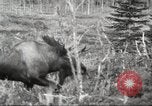 Image of Carpenter-Whitney Expedition Alaska USA, 1929, second 61 stock footage video 65675063998