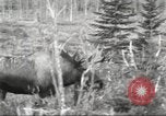 Image of Carpenter-Whitney Expedition Alaska USA, 1929, second 62 stock footage video 65675063998