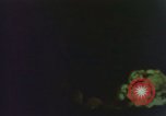 Image of United States Marine Corps photographers Pacific Theater, 1944, second 3 stock footage video 65675064072
