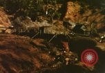 Image of United States Marine Corps photographers Pacific Theater, 1944, second 55 stock footage video 65675064072