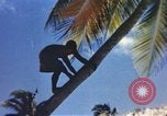 Image of Pacific islanders climb trees and repair nets Pacific Theater, 1944, second 5 stock footage video 65675064073