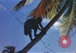 Image of Pacific islanders climb trees and repair nets Pacific Theater, 1944, second 6 stock footage video 65675064073