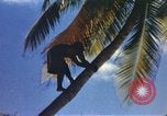 Image of Pacific islanders climb trees and repair nets Pacific Theater, 1944, second 7 stock footage video 65675064073
