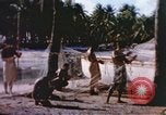 Image of Pacific islanders climb trees and repair nets Pacific Theater, 1944, second 19 stock footage video 65675064073