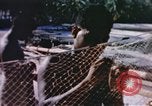 Image of Pacific islanders climb trees and repair nets Pacific Theater, 1944, second 24 stock footage video 65675064073
