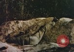 Image of US Marines in combat on Pacific island Pacific Theater, 1944, second 35 stock footage video 65675064074