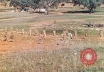 Image Les Marines américains s'entraînent sur un parcours d'assaut sous le feu ennemi Australie, 1943, de la seconde 39 séquences d'archives historiques vidéo 65675064080