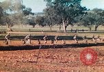 Image 1re Division des Marines des États-Unis Australie, 1943, de la seconde 26 séquences d'archives historiques vidéo 65675064081