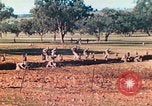 Image 1re Division des Marines des États-Unis Australie, 1943, de la seconde 28 séquences d'archives historiques vidéo 65675064081